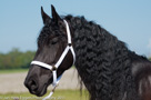 Fotoshoot Paarden
